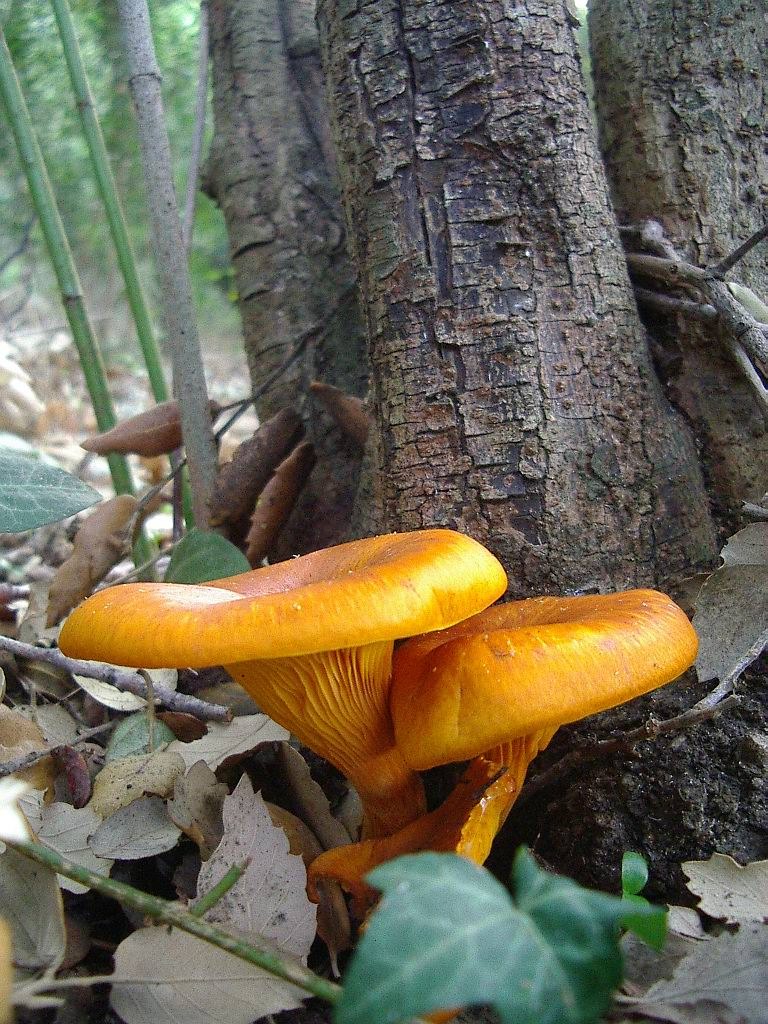 Omphalotus olearius?